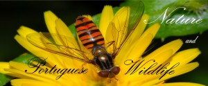 Wildlife